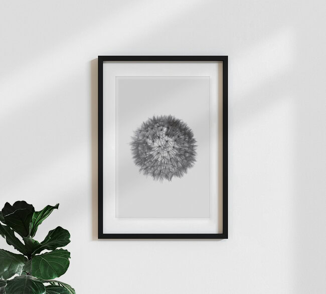 grey GRAFIC dandelion, Germany – wall art by Studio Na.hili as Poster or Acrylic Glass Print