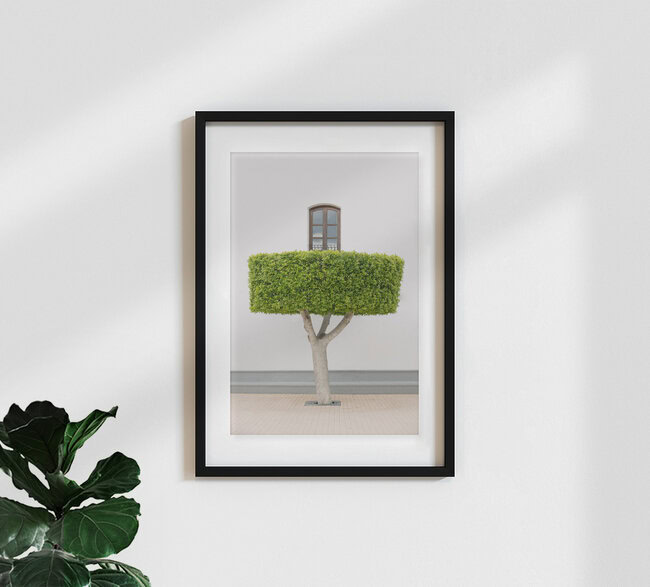 Properly trimmed tree, Spain – wall art by Anke Dörschlen as Poster or Acrylic Glass Print