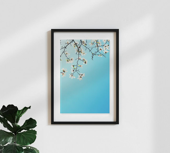 Weiße Magnolien, Deutschland – Fotokunst von Manuela Deigert als Poster oder Acrylglasbild