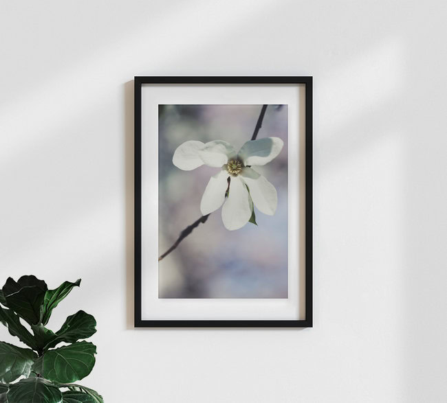 Sternmagnolie, Deutschland – Fotokunst von Manuela Deigert als Poster oder Acrylglasbild