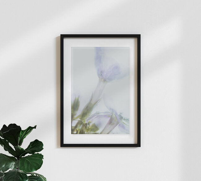 Phlox unter Eis, Deutschland – Fotokunst von Marc Heiligenstein als Poster oder Acrylglasbild