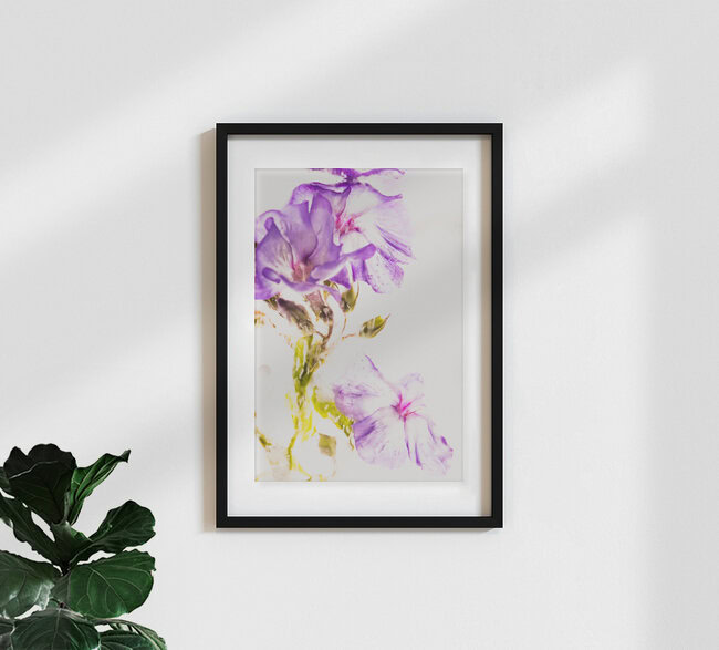 Flammenblumen-Blüten in kristallklarem Eis, Deutschland – Fotokunst von Marc Heiligenstein als Poster oder Acrylglasbild