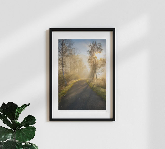 Martin Wasilewski, Allee im Nebel - Deutschland, Europa