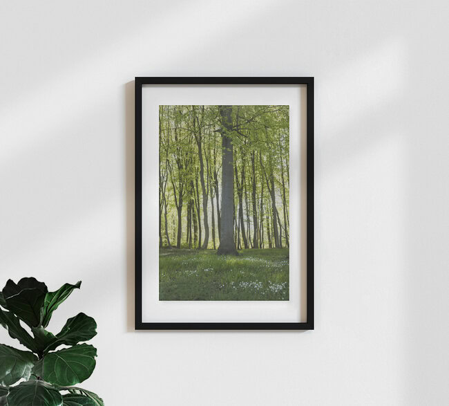Spring Forest with Chickweed Blossoms and Fresh Foliage, Denmark – wall art by Nadja Jacke as Poster or Acrylic Glass Print