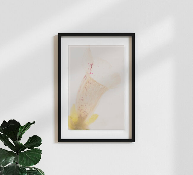 Fingerhut in Eis, Deutschland – Fotokunst von Marc Heiligenstein als Poster oder Acrylglasbild