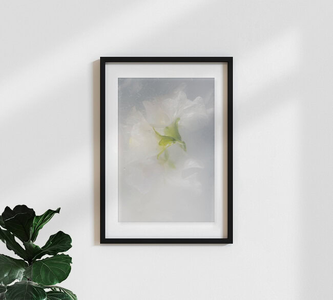 Tanz der weißen Wicken in kristallklarem Eis, Deutschland – Fotokunst von Marc Heiligenstein als Poster oder Acrylglasbild