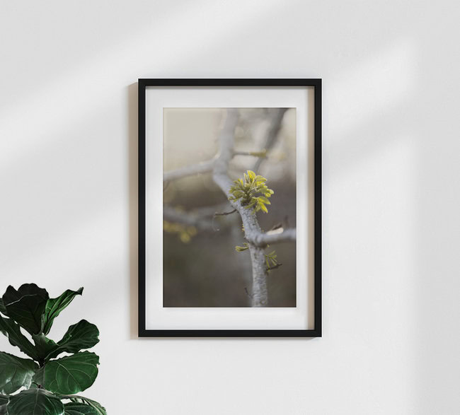 Young Ash Shoot in Evening Light, Germany – wall art by Nadja Jacke as Poster or Acrylic Glass Print
