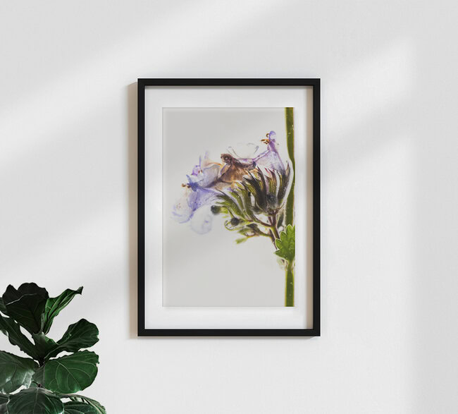 Blüten der Katzenminze in Eis, Deutschland – Fotokunst von Marc Heiligenstein als Poster oder Acrylglasbild