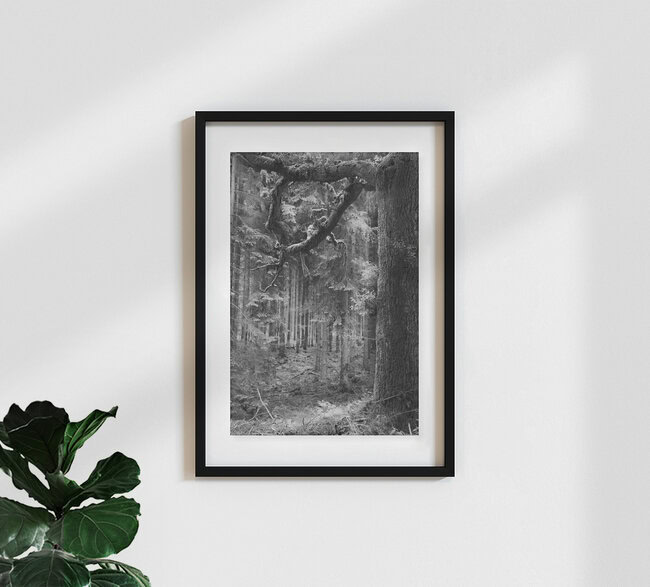 haunted forest, Deutschland – Fotokunst von Andreas Odersky als Poster oder Acrylglasbild