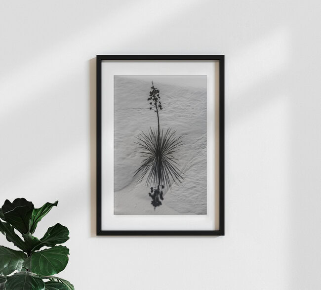 White Sands Flower, United States – wall art by Marc Rasmus as Poster or Acrylic Glass Print
