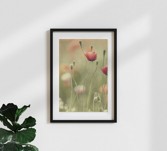 Mohnblumen im Sommer, Deutschland – Fotokunst von Nadja Jacke als Poster oder Acrylglasbild