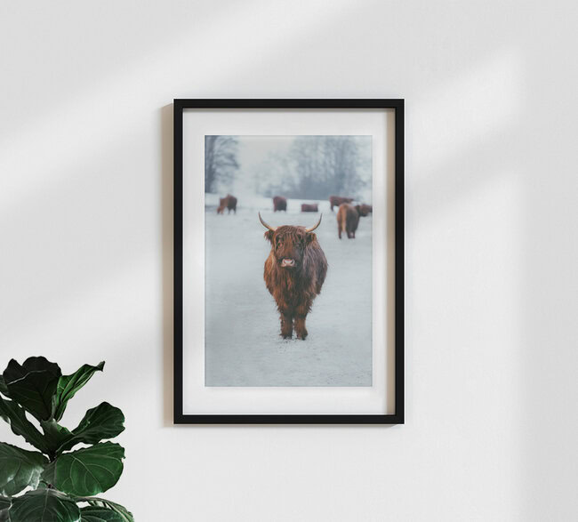 Kuh and the Gang, Deutschland – Fotokunst von Patrick Monatsberger als Poster oder Acrylglasbild