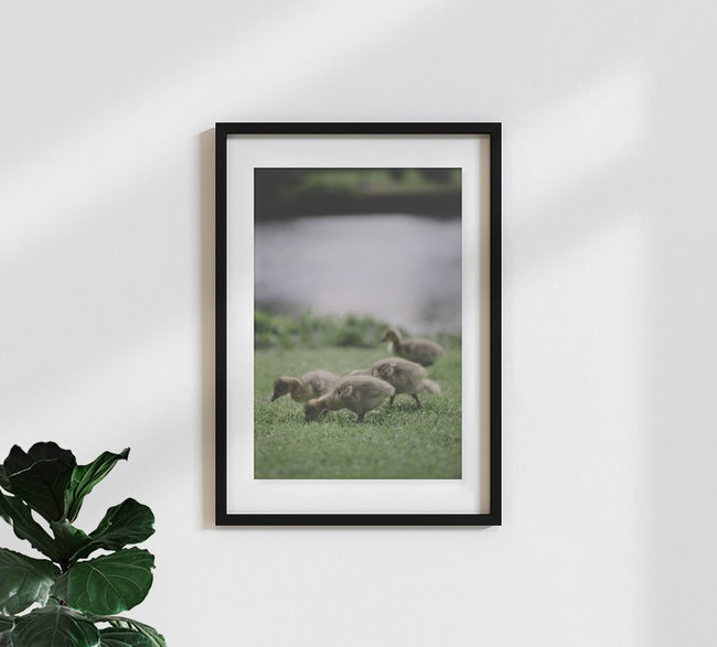 Küken der Kanadagans, Deutschland – Fotokunst von Nadja Jacke als Poster oder Acrylglasbild