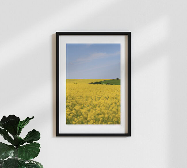 Rapsfeld, Deutschland – Fotokunst von Jens Berger als Poster oder Acrylglasbild
