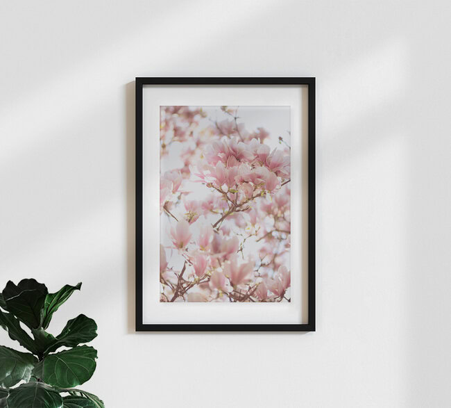 Magnolie, Deutschland – Fotokunst von Sabrina Ziegenhorn als Poster oder Acrylglasbild