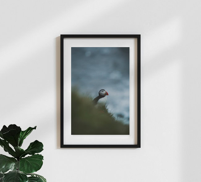 Papageientaucher in Island, Island – Fotokunst von Marina Weishaupt als Poster oder Acrylglasbild