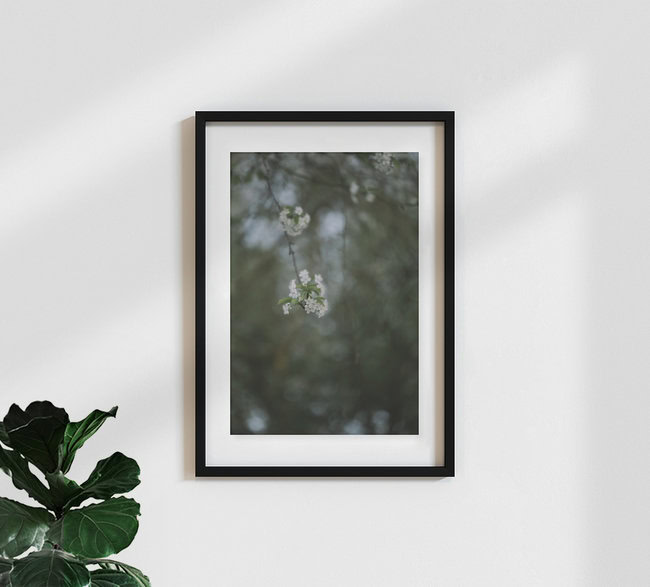 blühende Felsen Kirsche im Frühjahr, Deutschland – Fotokunst von Nadja Jacke als Poster oder Acrylglasbild