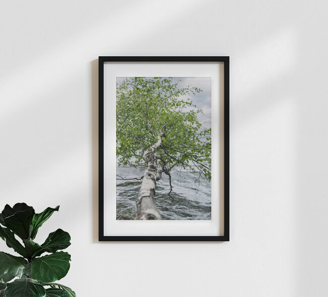 Birke über dem Steinhuder Meer, Deutschland – Fotokunst von Nadja Jacke als Poster oder Acrylglasbild