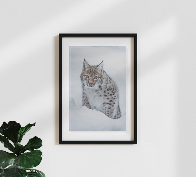 Little Lynx, Germany – wall art by Patrick Monatsberger as Poster or Acrylic Glass Print