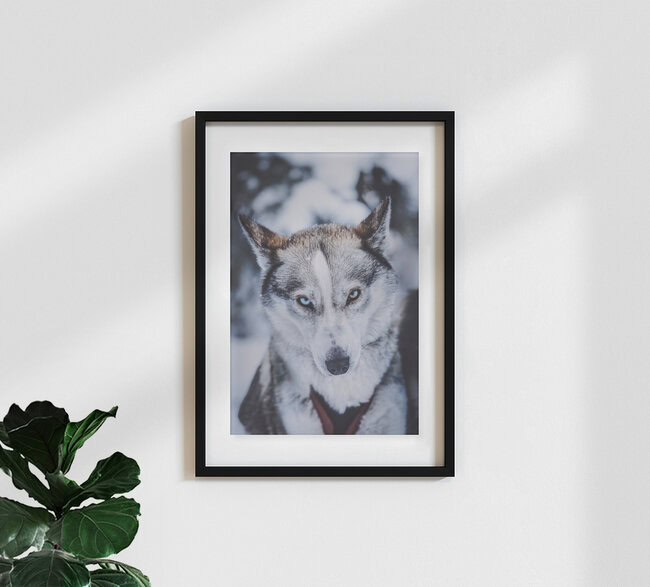 Iris-Heterochromie, Finnland – Fotokunst von Patrick Monatsberger als Poster oder Acrylglasbild