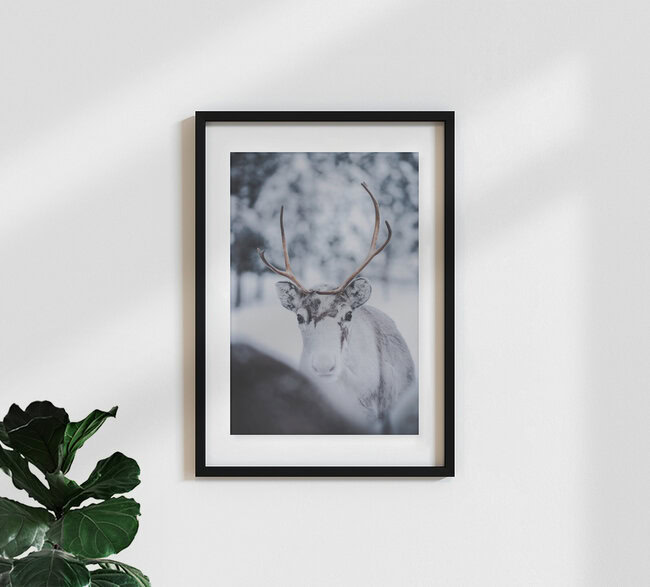 Reindeer Cub, Finland – wall art by Patrick Monatsberger as Poster or Acrylic Glass Print