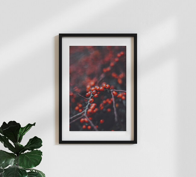 red berries of the firethorn in the winter, Germany – wall art by Nadja Jacke as Poster or Acrylic Glass Print