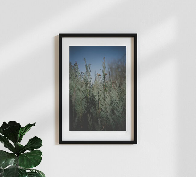 Evergreen II, Germany – wall art by Stephanie Hagenstein as Poster or Acrylic Glass Print