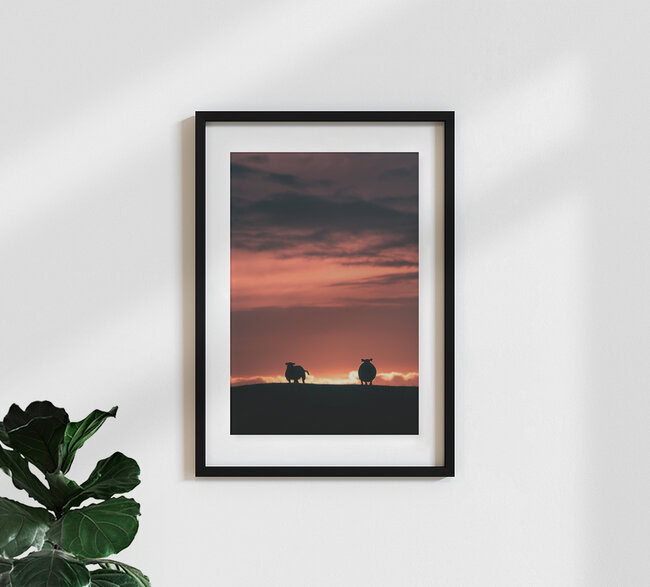 The sunset sheep, Norway – wall art by Sebastian Worm as Poster or Acrylic Glass Print