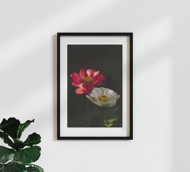 Zinnien Sommerblumen, Deutschland – Fotokunst von Nadja Jacke als Poster oder Acrylglasbild