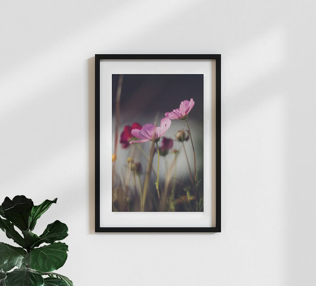 Summer flower cosmos, Germany – wall art by Nadja Jacke as Poster or Acrylic Glass Print