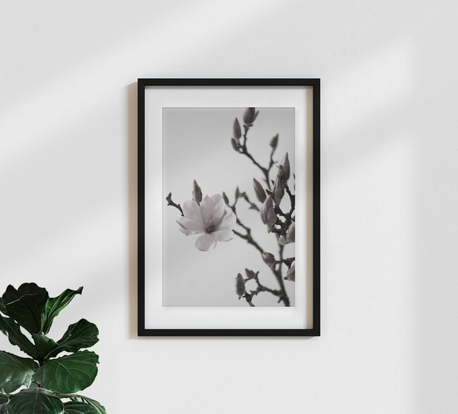 Magnolia Happiness, Germany – wall art by Studio Na.hili as Poster or Acrylic Glass Print