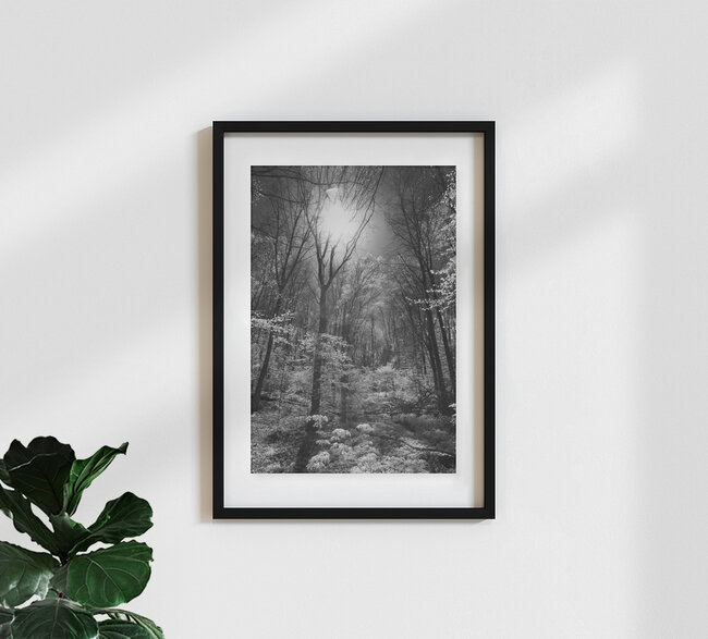 Märchenwald, Deutschland – Fotokunst von Darius Ortmann als Poster oder Acrylglasbild
