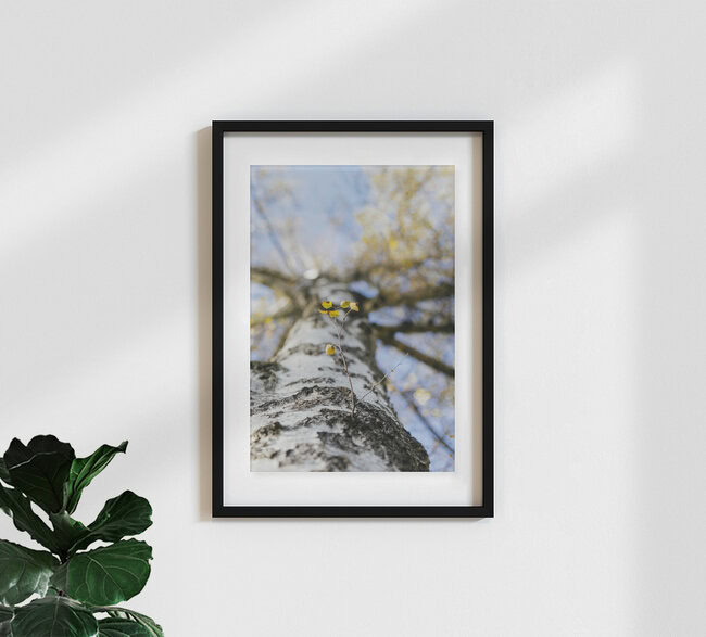 Birkenzweig am Stamm, Deutschland – Fotokunst von Nadja Jacke als Poster oder Acrylglasbild