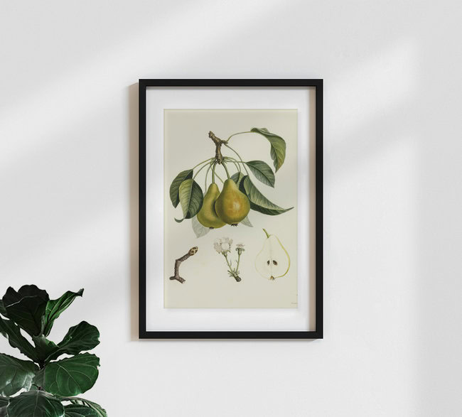 'Vintage illustration pears 2' – Wall Art by Vintage Nature Graphics as Poster or Acrylic Glass Print