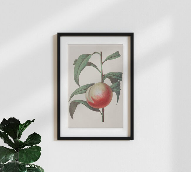Wandbild 'Vintage Illustration Pfirsich' – Kunst von Vintage Nature Graphics als Poster oder Acrylglasbild