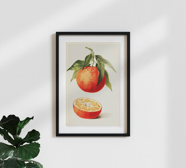 'Vintage illustration orange' – Wall Art by Vintage Nature Graphics as Poster or Acrylic Glass Print