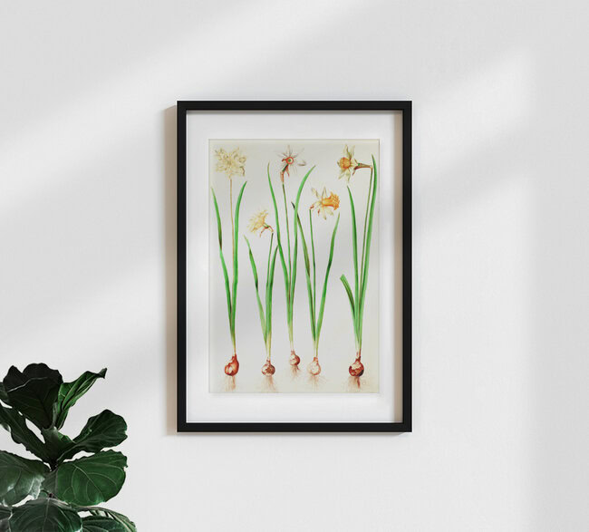 Wandbild 'Vintage Illustration Narzissen' – Kunst von Vintage Nature Graphics als Poster oder Acrylglasbild