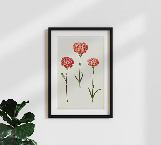 'Vintage illustration of Dianthus Caryophyllus' – Wall Art by Vintage Nature Graphics as Poster or Acrylic Glass Print
