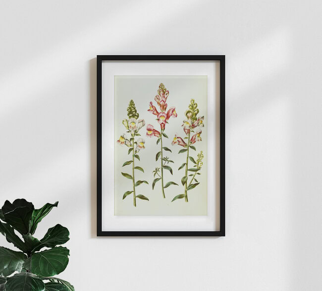 'Vintage illustration of Antirrhinum majus' – Wall Art by Vintage Nature Graphics as Poster or Acrylic Glass Print