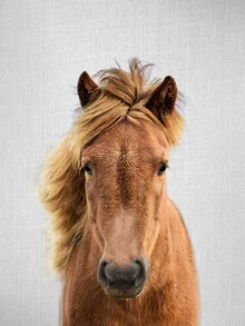 Horse, Israel – Fotokunst von Gal Pittel als Poster oder Acrylglasbild