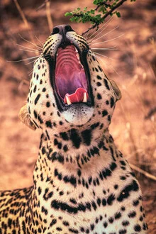 Namibia Gähnender Leopard, Germany – wall art by Jean Claude Castor as Poster or Acrylic Glass Print