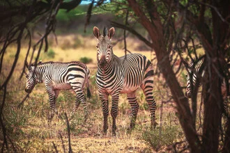 Namibia Etosha Zebras, Namibia – wall art by Jean Claude Castor as Poster or Acrylic Glass Print