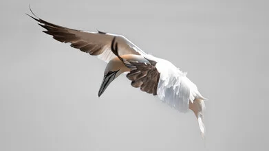 Northern Gannet 10 - Fineart photography by Dennis Wehrmann