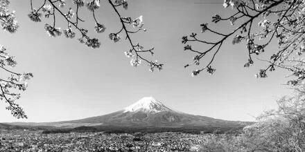 Fantastischer Panoramablick in monochrom auf den Fuji bei Kirschblüte, Japan – Fotokunst von Melanie Viola als Poster oder Acrylglasbild