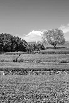 Idyllic Obuchi tea plantation with Mount Fuji in monochrome, Japan – wall art by Melanie Viola as Poster or Acrylic Glass Print