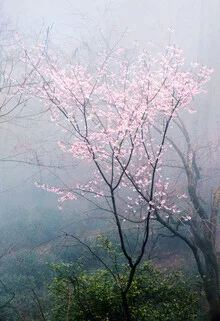 Spring blossoms in China, China – wall art by Victoria Knobloch as Poster or Acrylic Glass Print