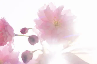 Kirschblüten im Gegenlicht, Deutschland – Fotokunst von Nadja Jacke als Poster oder Acrylglasbild