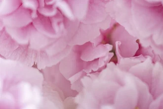 Sea of Cherry Blossoms, Germany – wall art by Nadja Jacke as Poster or Acrylic Glass Print