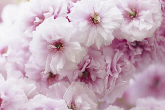 Close-Up of Pink Cherry Blossoms, Germany – wall art by Nadja Jacke as Poster or Acrylic Glass Print