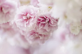 Delicate Cluster of Cherry Blossoms, Germany – wall art by Nadja Jacke as Poster or Acrylic Glass Print